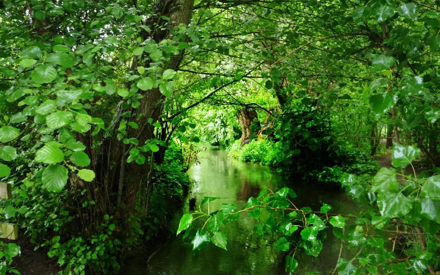 Wallpaper of lush nature and fresh scenery for poster printing