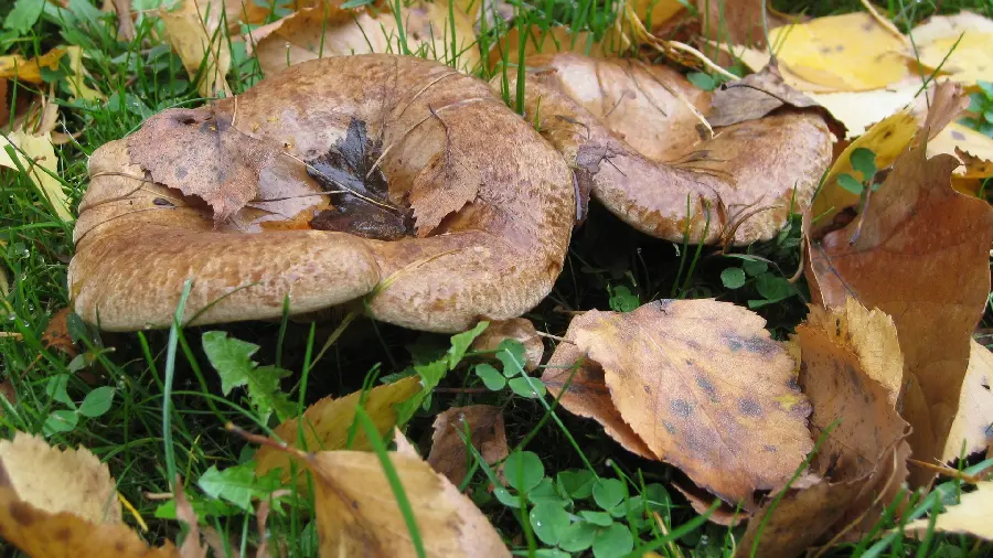 Download the free and high-quality image of the strangest flower recorded in Guinness 
