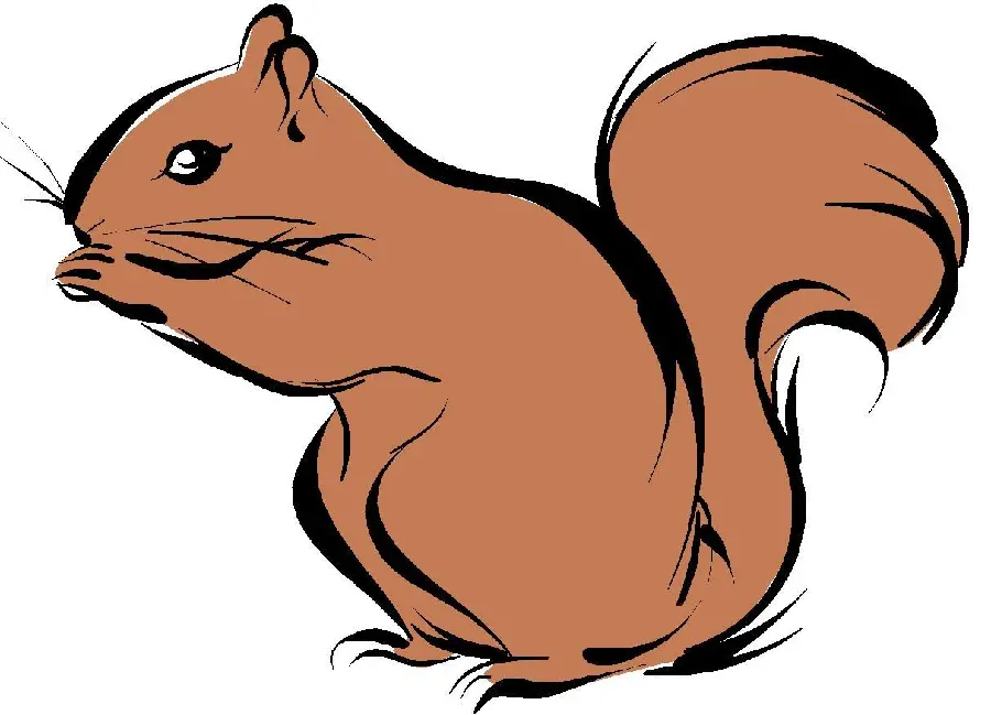 The most beautiful cartoon image of a squirrel in PNG format