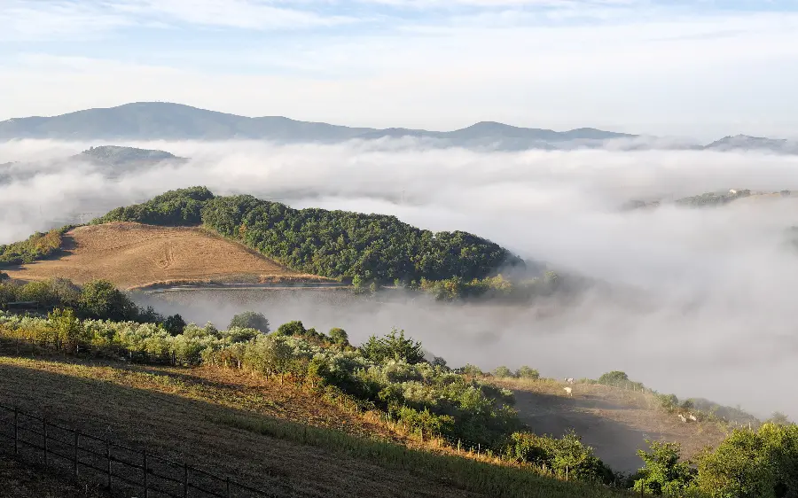 Wallpaper of pure and magical nature covered in fog for painting inspiration