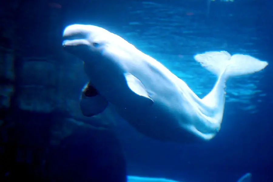 Good quality wallpaper of a Beluga whale swimming in the ocean