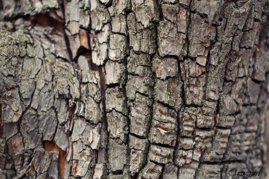 The most special tree bark pattern and pattern for conducting research 