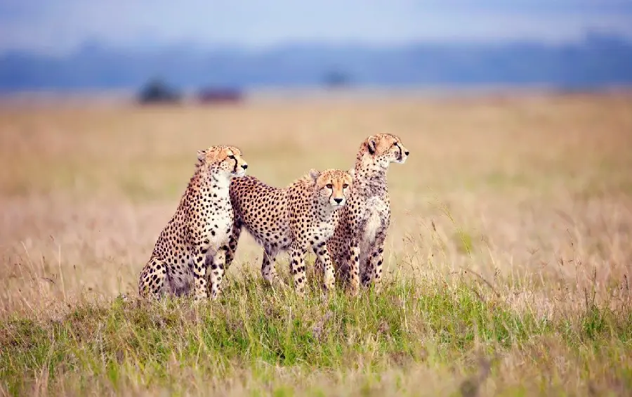Photo of a family of three cheetahs in the plains and grasslands