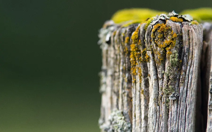 A special and beautiful stock photo of a rotten tree trunk and Fortoot