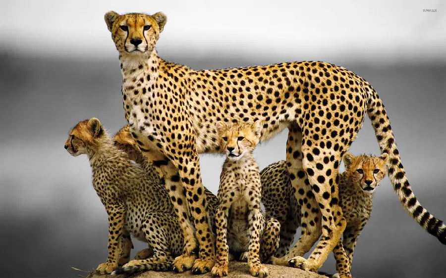 Amazing picture of wild cheetah family together