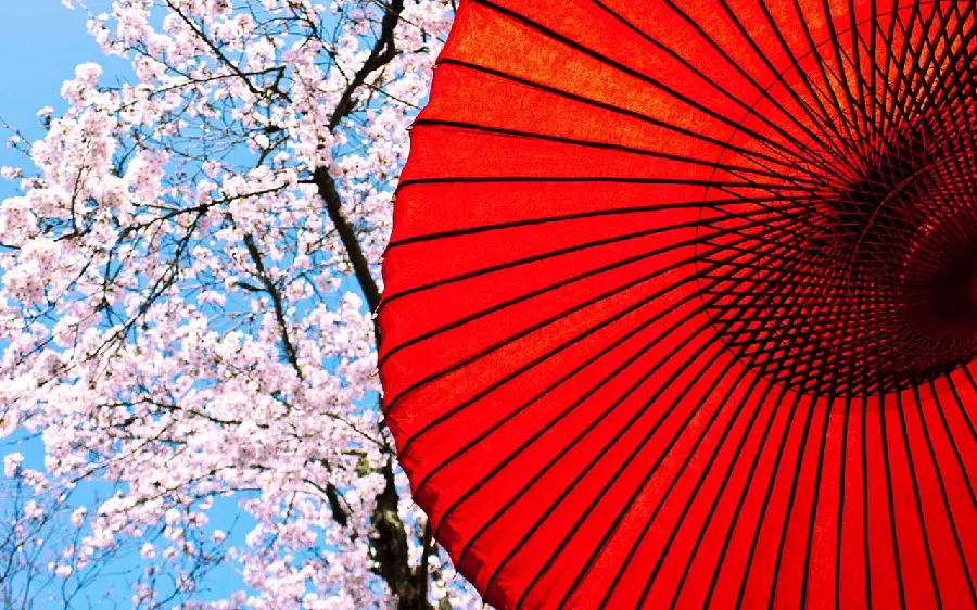Very beautiful wallpaper of a Japanese umbrella in the background of a tree with pink blossoms