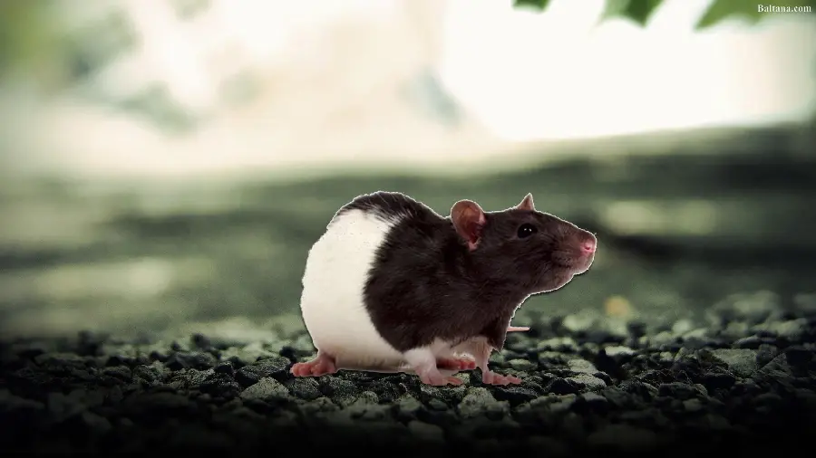 Cute profile picture of a cute and sweet mouse in nature for WhatsApp and Telegram