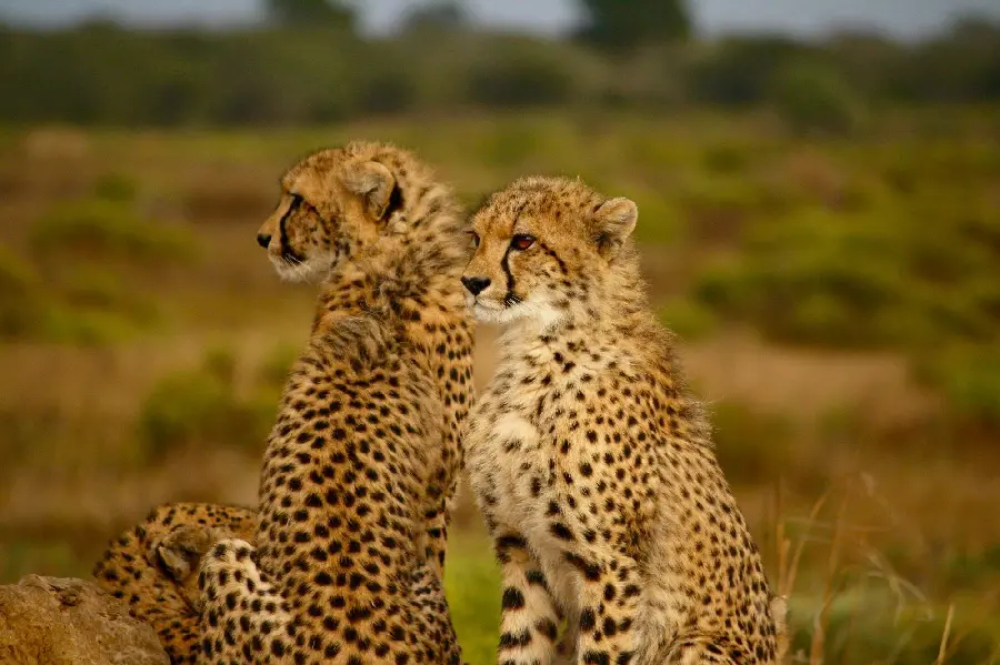 High quality picture of a cheetah family for printing on the cover of a notebook