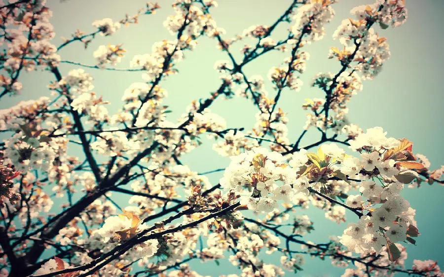 High quality spring and white apple blossom wallpaper