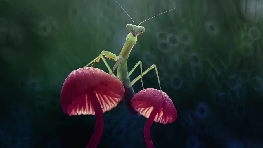 Wallpaper of a green insect mantis or praying mantis gesture similar to Grasshopper on two mushrooms HD quality