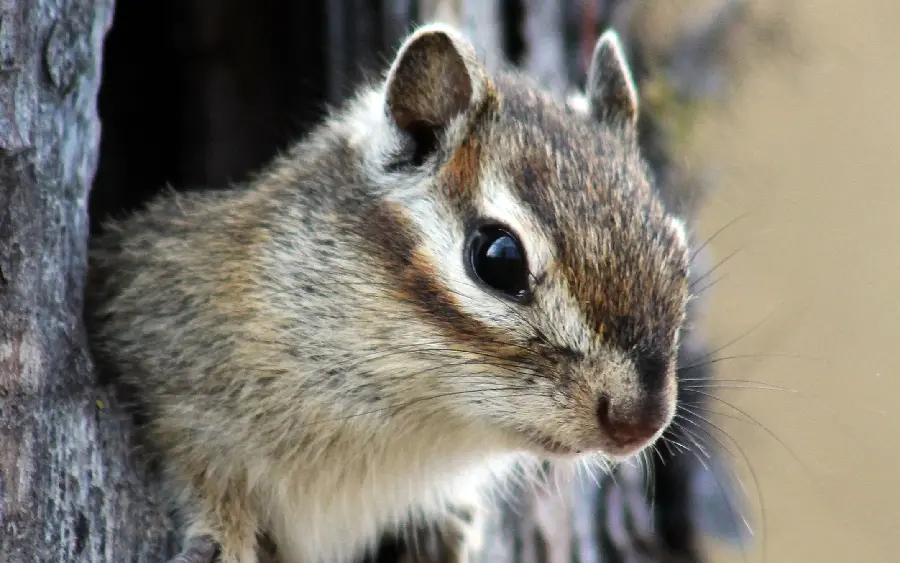 A spectacular photo of a squirrel coming out of its burrow to look at the camera