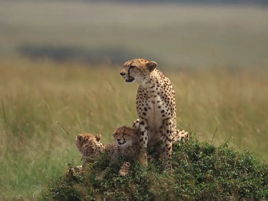 Wallpaper of Cheetah Family, a beloved and lovely animal