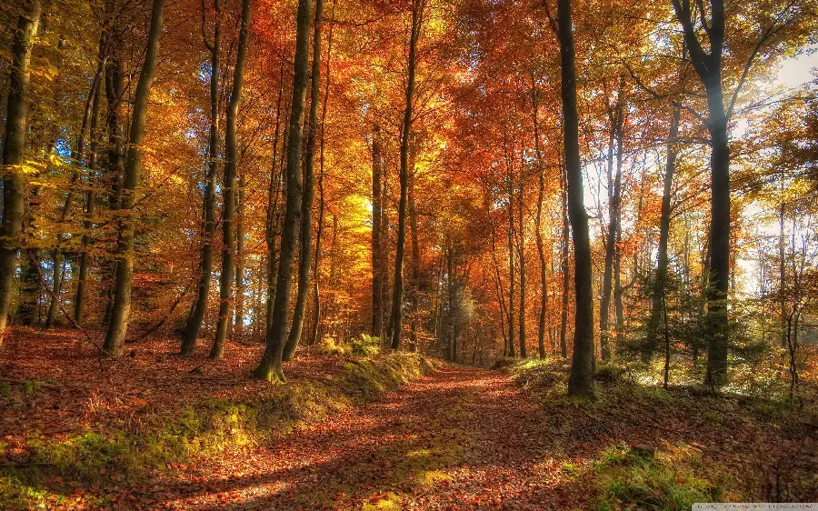Download high-quality photo of the forest in the autumn or fall season