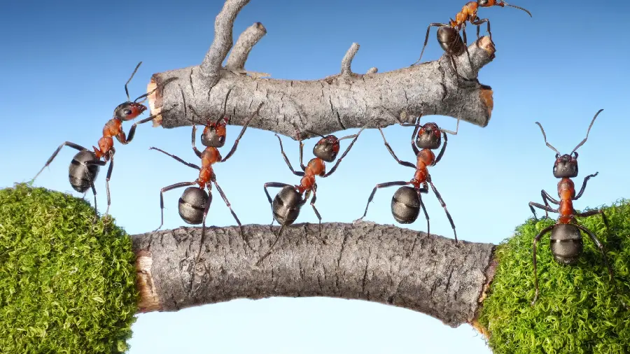 Cartoon image of ants carrying wood in nature