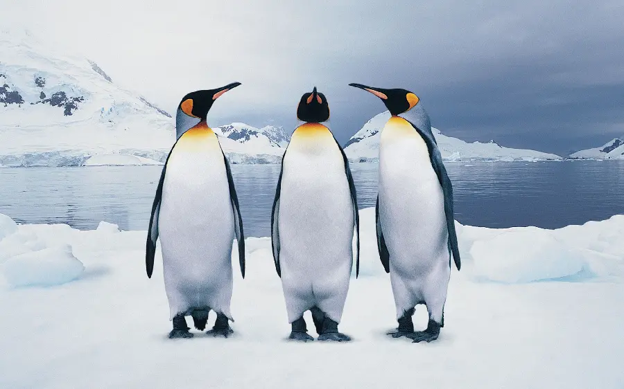 Cute and funny penguin wallpaper for older screens