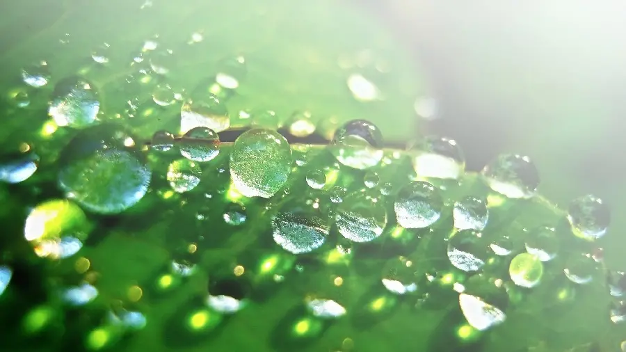 Background image of cool water dew on green leaf for printing on the board 