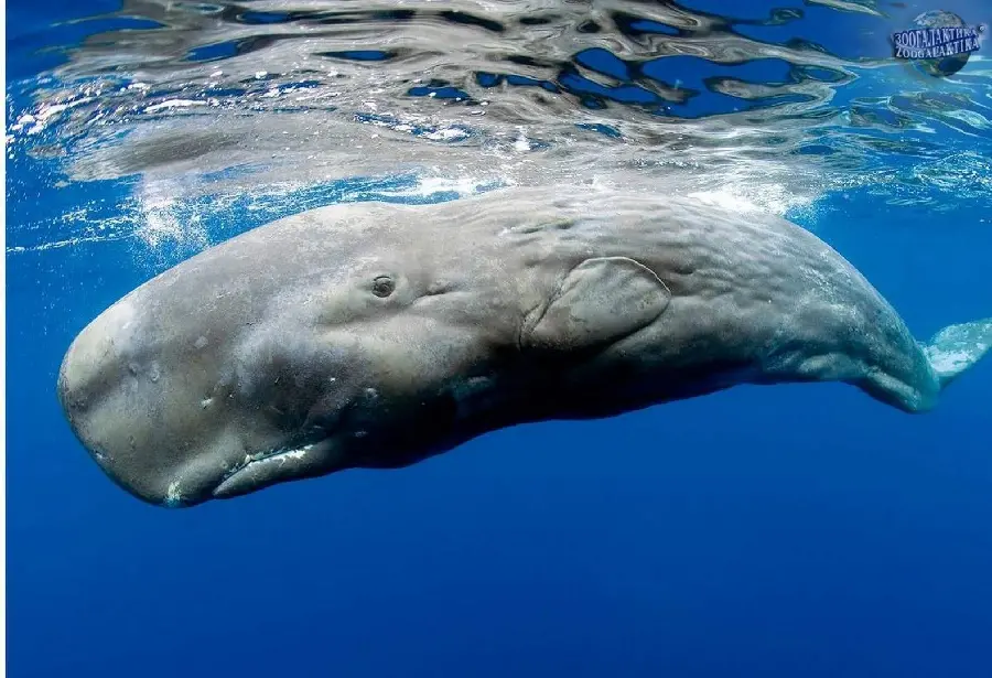 Background of a sperm whale or humpback whale at the upper level Ocean