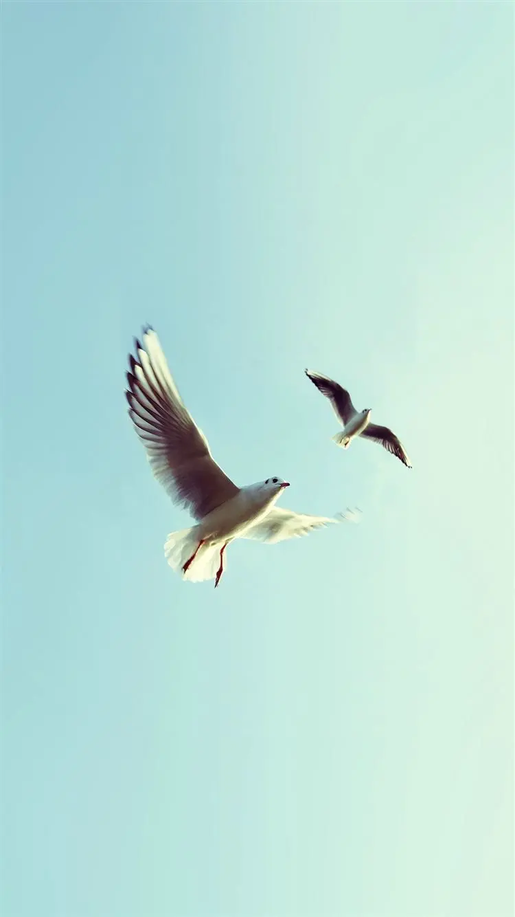 Wallpaper for the phone screen of birds flying