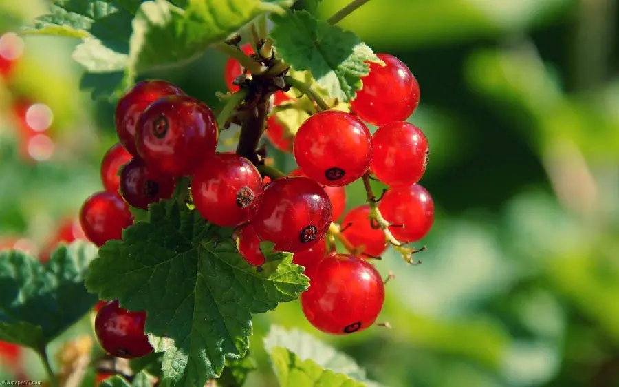 Download Stock Photo of Red Fruit Tree Rich in Antioxidants