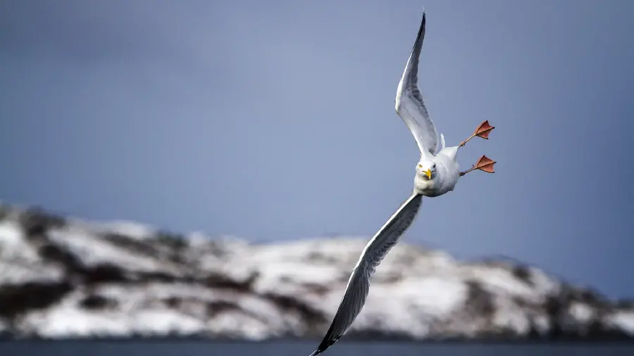 HD wallpaper of a migratory seagull soaring on the seashore