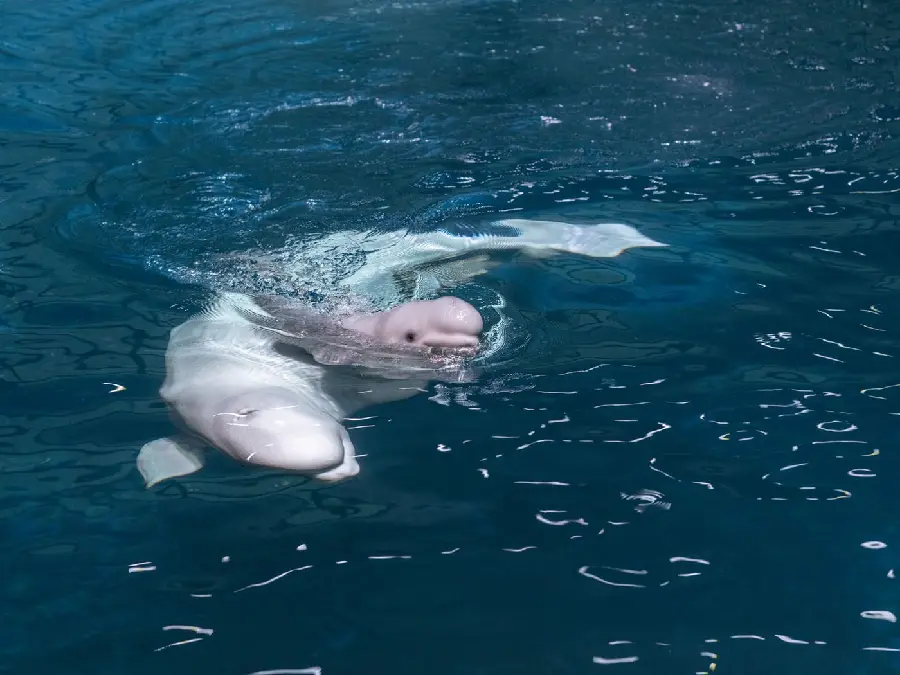 Attractive wallpaper of beluga whales swimming in open waters