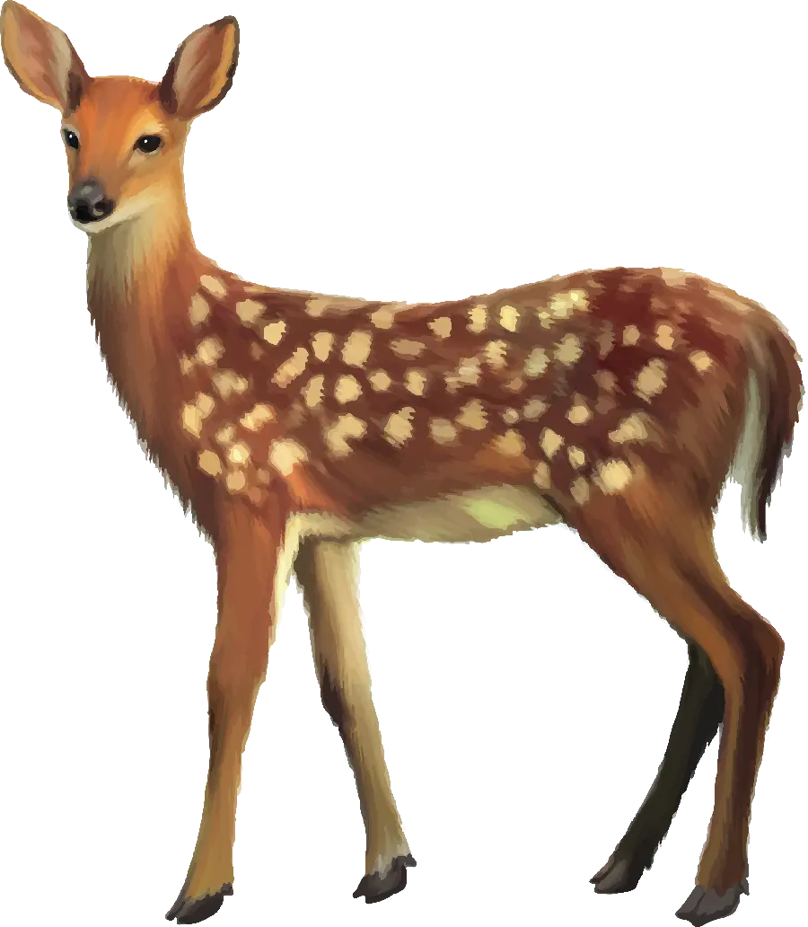 Download free photo of a real deer in PNG format
