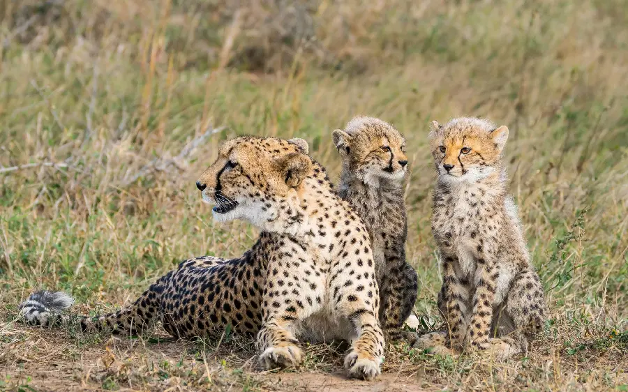 Wild and spectacular cheetah family wallpaper for widescreen monitors