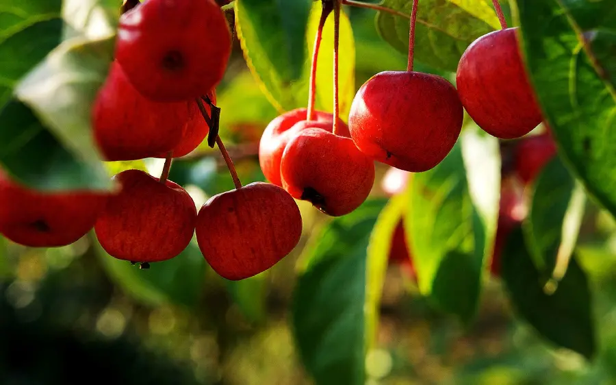 Free download of quality wallpapers with the theme Tree Fruits