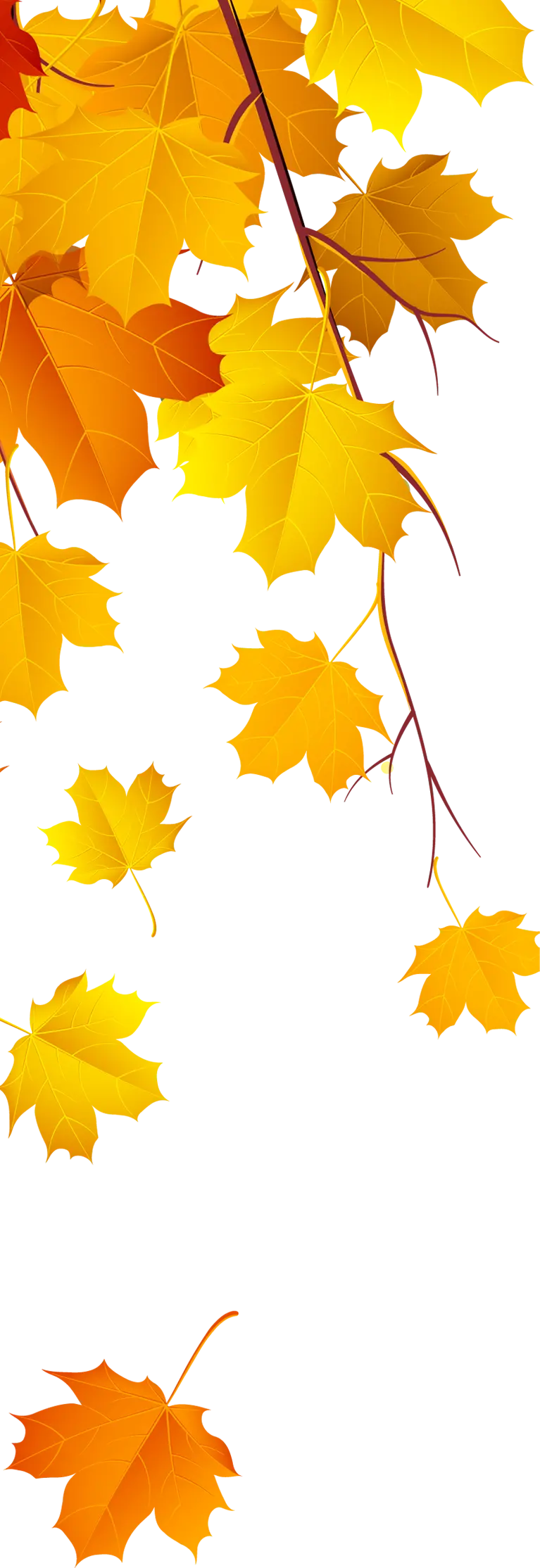 PNG image of beautiful and colorful autumn leaves