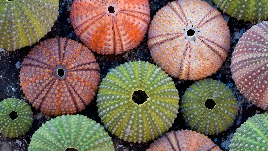 Sea animals wallpaper for scientists' research work