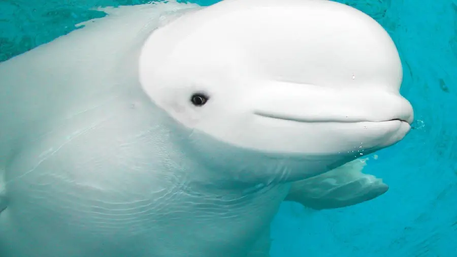 Download wallpaper for tablet of Beluga whale