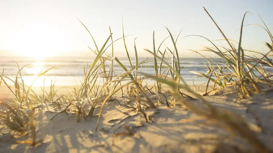 Download wallpaper of beach grass for Instagram story highlights