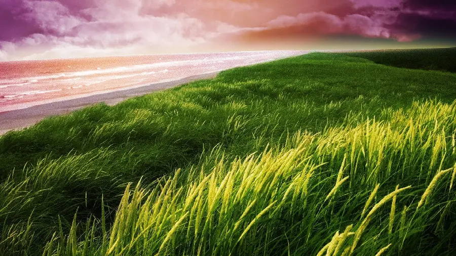 Lush and lush beach grass wallpaper for desktop 