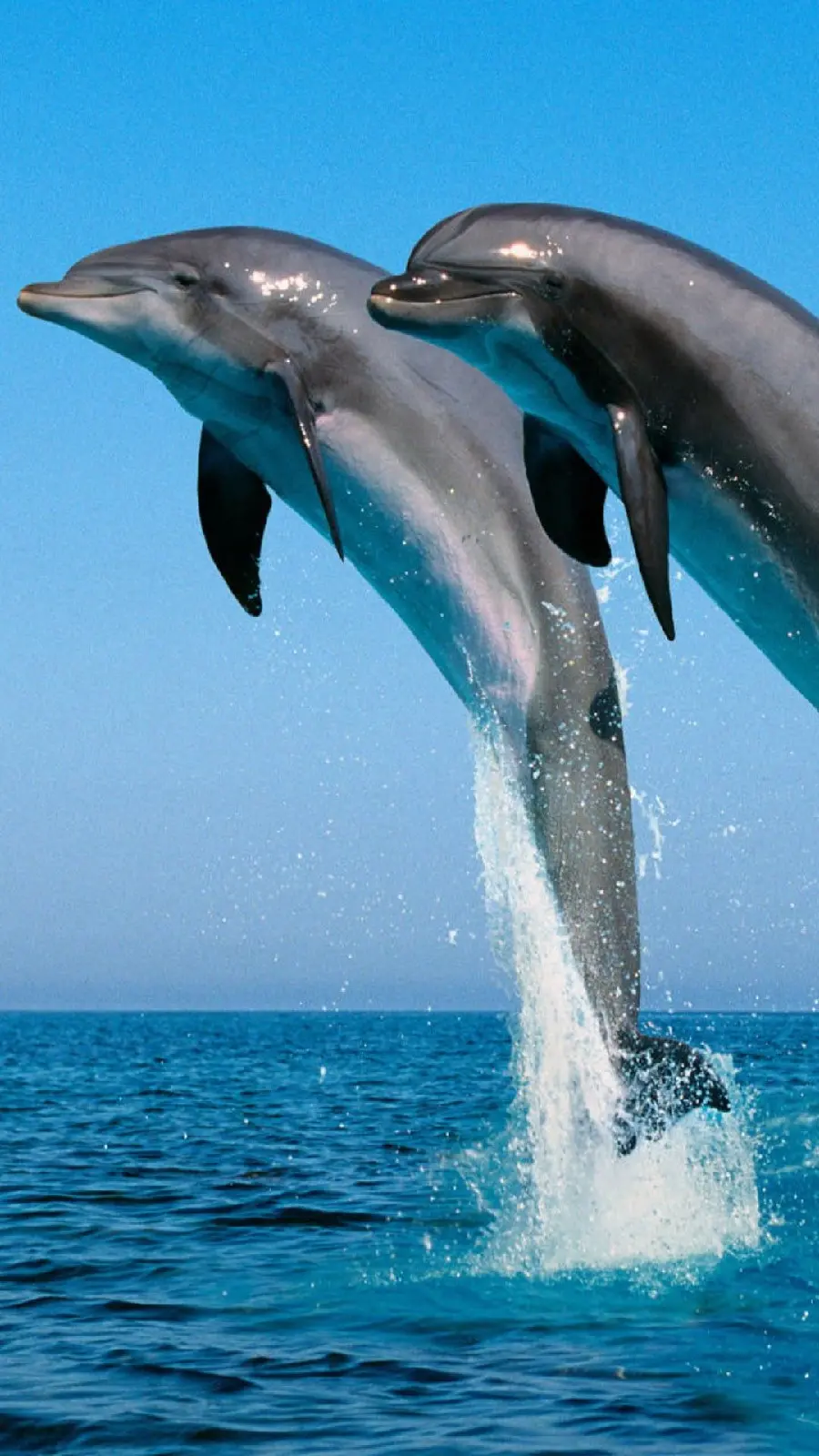 High Quality Stock of Dolphins Jumping for Poster Printing