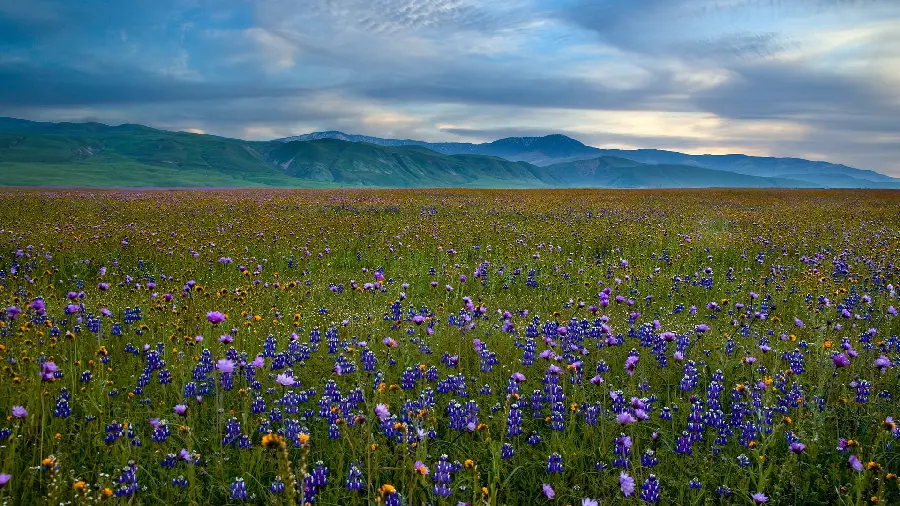 Download simple photo of flower field and wheat field with clear blue sky 