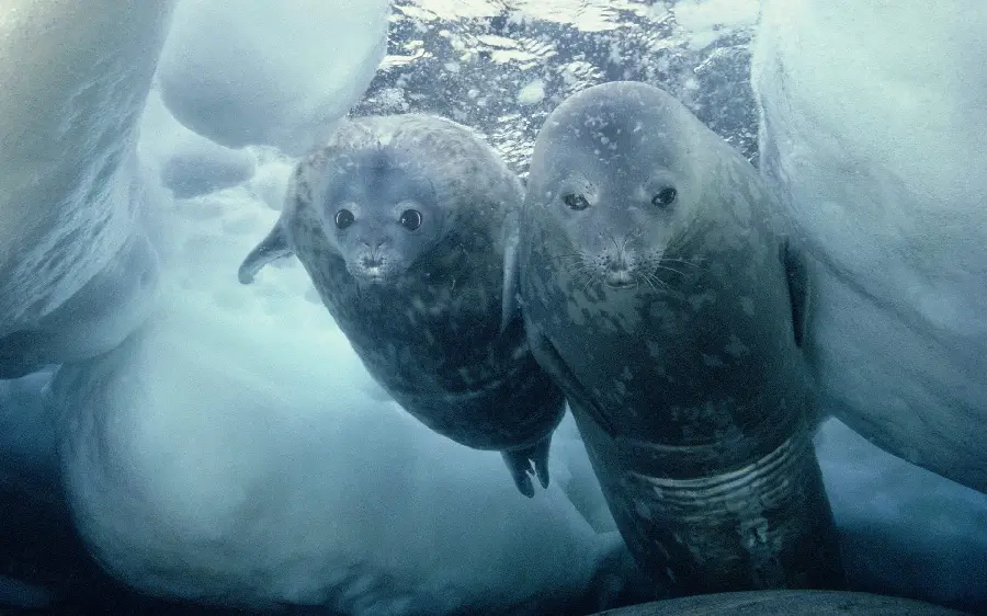 Cute wallpaper of two cute and googly baby seals