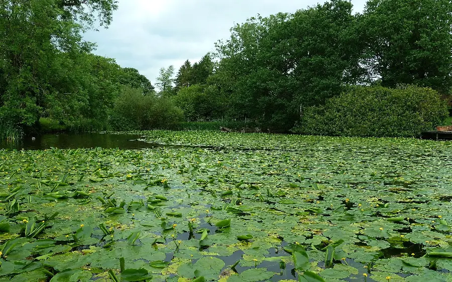 Download a photo of lush and energizing nature for your profile and background 