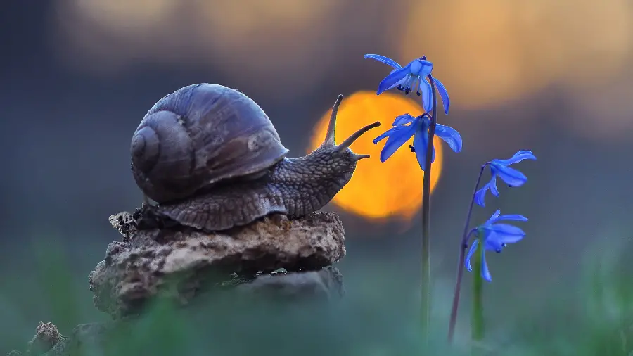HD wallpaper of a cute and beautiful snail with a poisonous and deadly blue shell near a flower