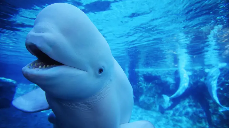 A special wallpaper for laptops and desktops with an interesting theme of the Beluga whale
