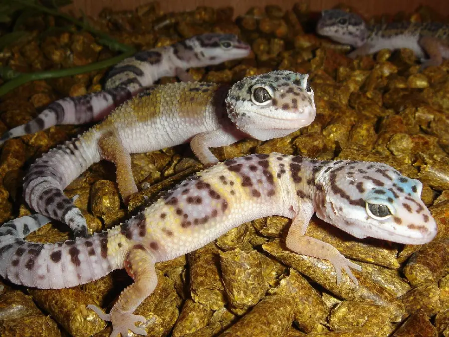 Free HD quality pet leopard gecko stock