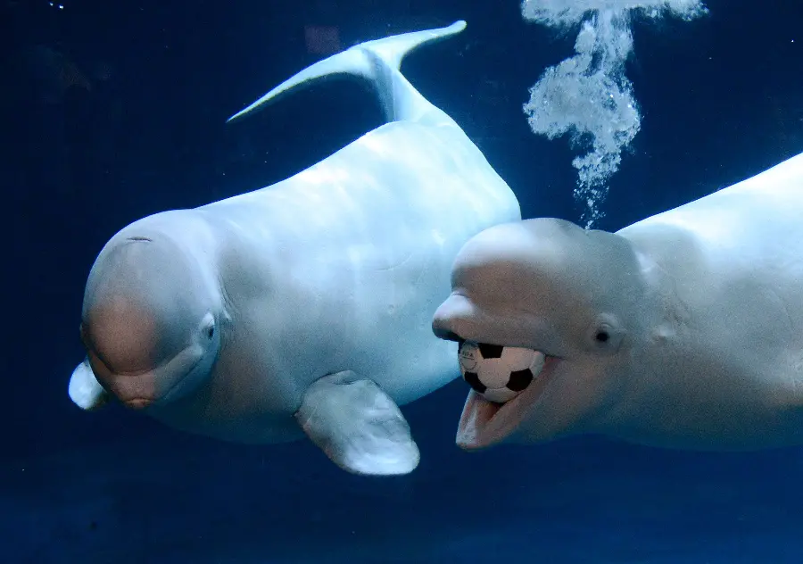 Beautiful photo of beluga whales playing underwater