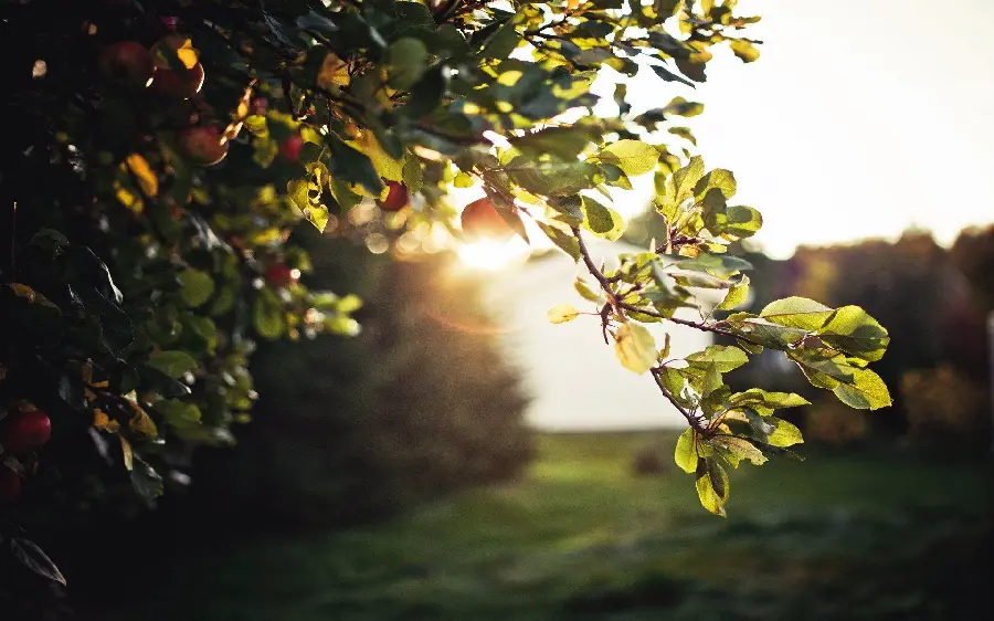 Fruit tree background for Instagram post