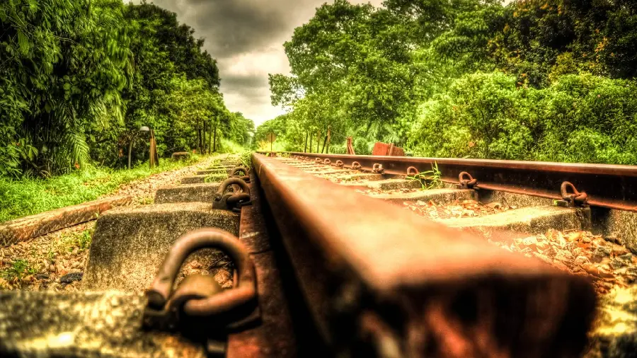 Beautiful background of train tracks in a dense forest with tall trees