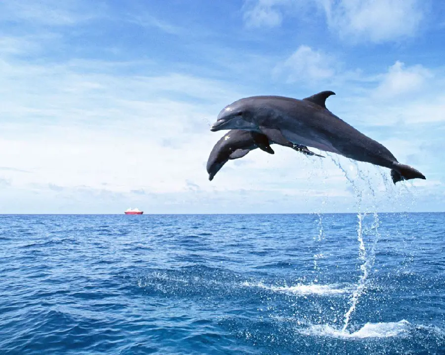 Amazing dolphin jumping wallpaper in the sea