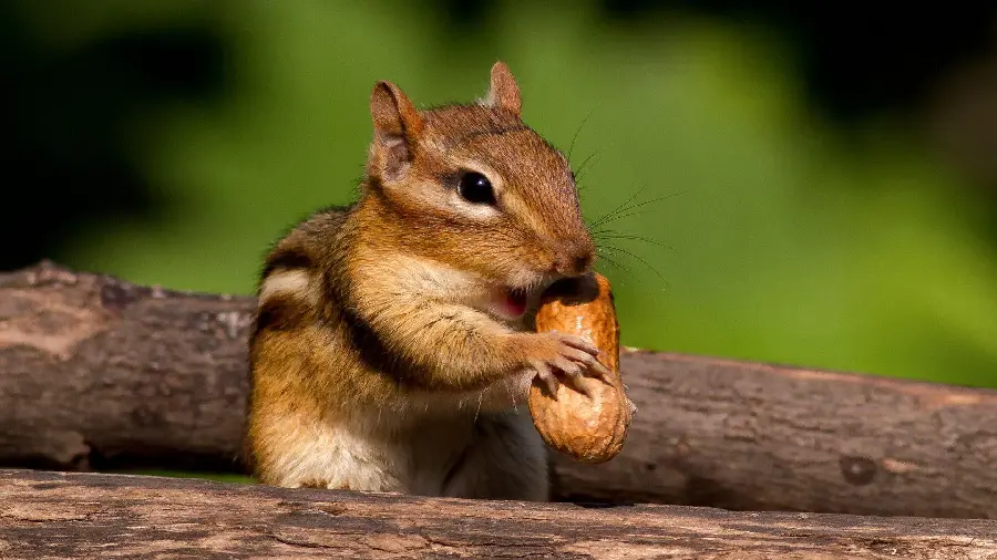 Stock photo of a ground squirrel, one of the most popular rodents