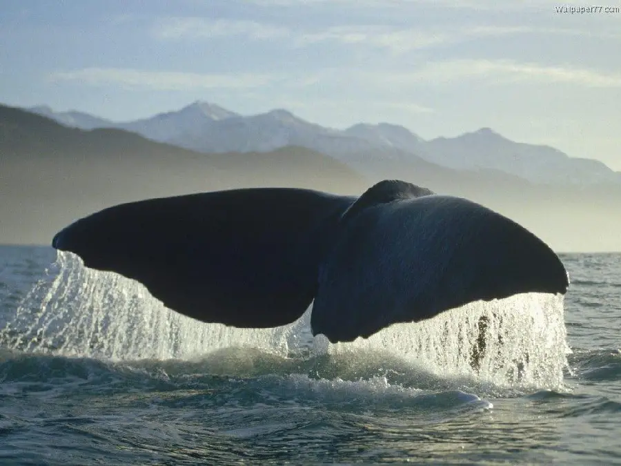 Background of a black sperm whale diving in open ocean waters