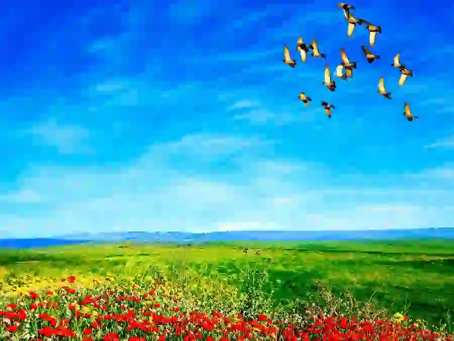 Image of birds flying over the meadow and beautiful flowers