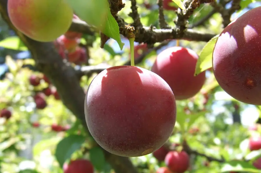 Stock Photo of Peaches on Tree for Poster Printing in Fruit Shops