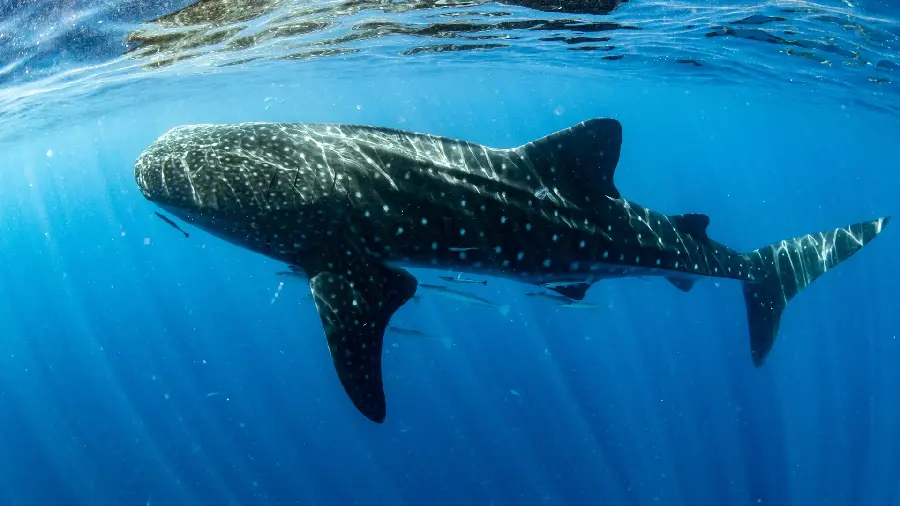 Download stock photo of the whale shark or the giant whale shark