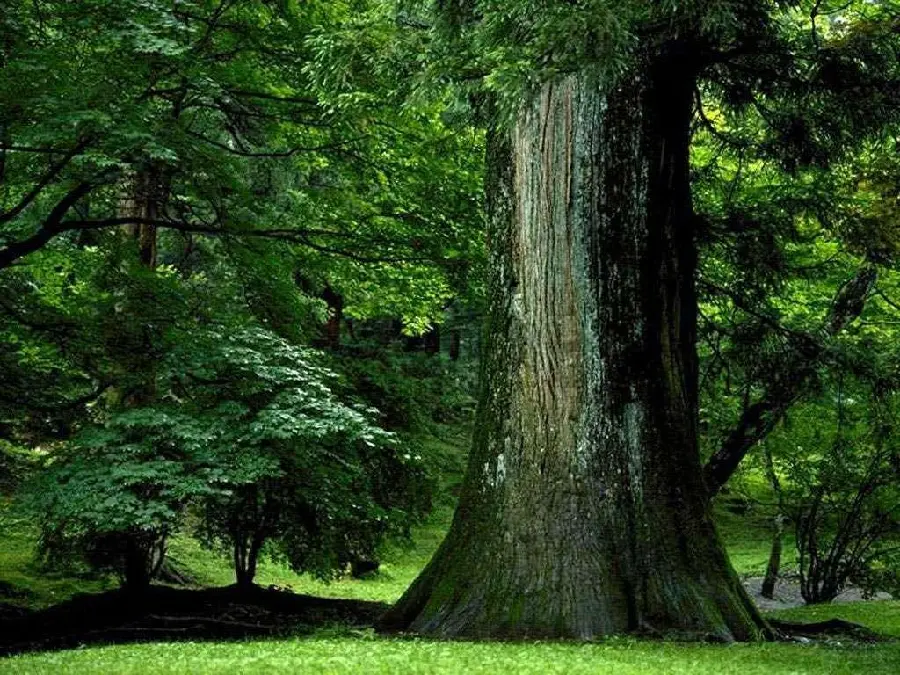 Wallpaper of an old and old tree trunk with green leaves for desktop background